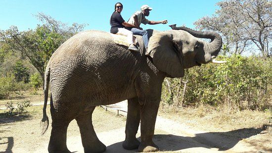 The Elephant Sanctuary